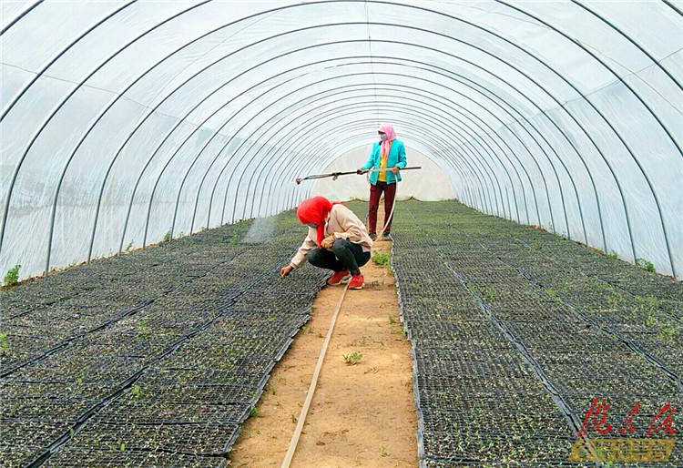 雪后溫室蔬菜大棚生產要注意調節(jié)溫、濕、光、氣