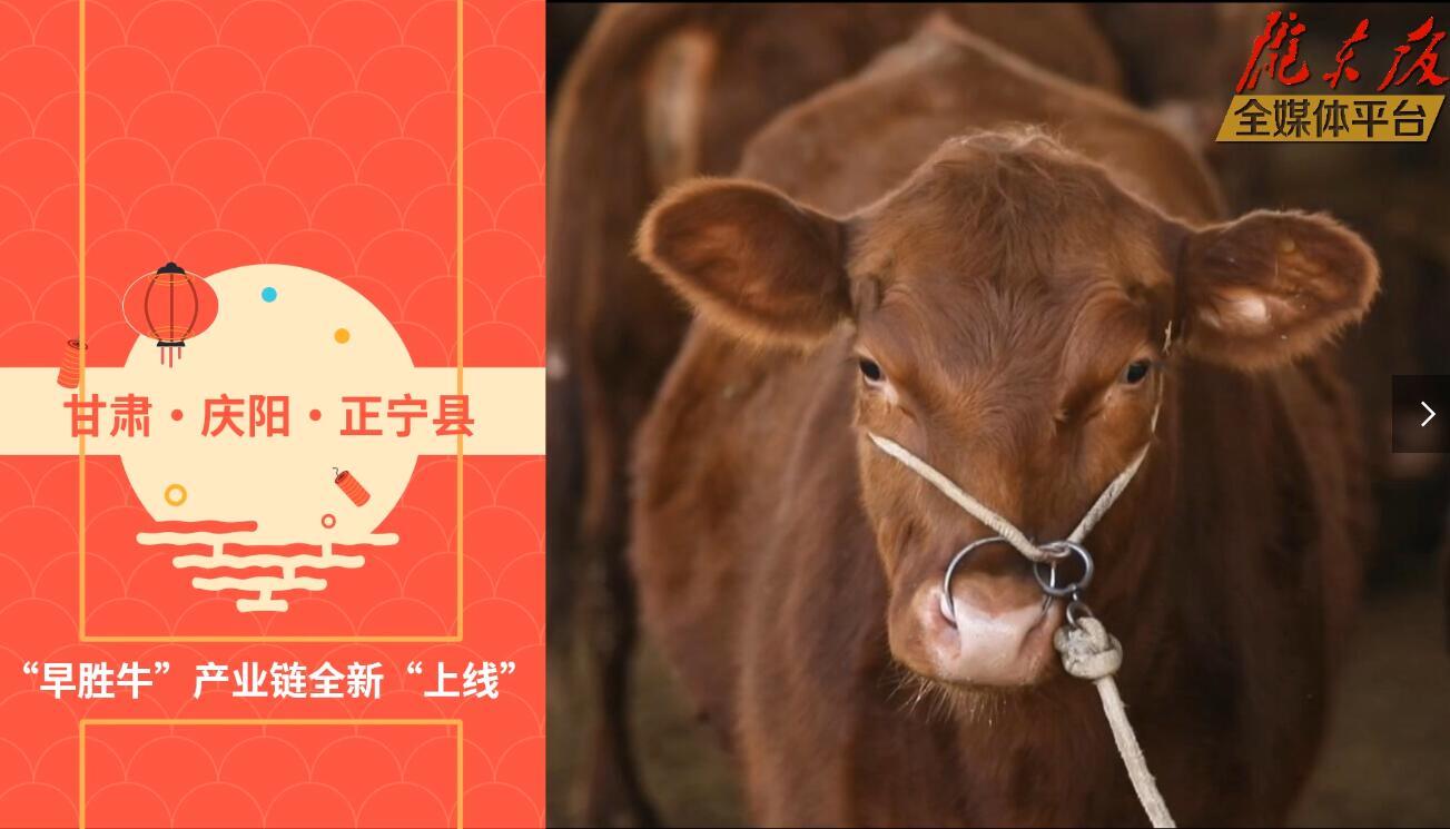 【慶陽視頻】目標20萬頭！正寧縣打造西北肉牛養(yǎng)殖大縣