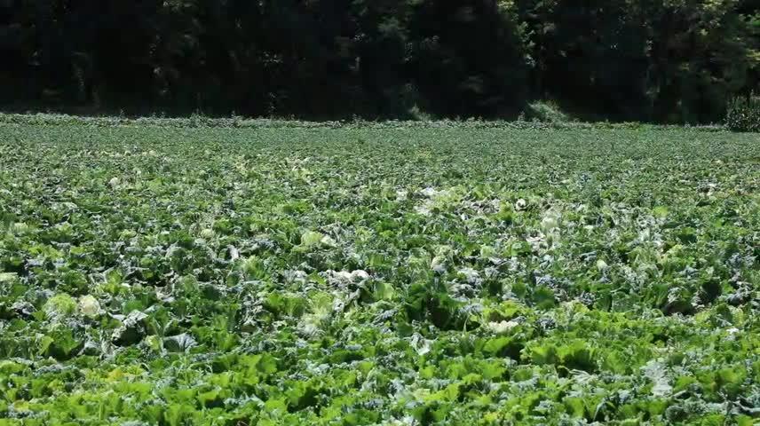 山河鎮(zhèn)解家川村：蔬菜種植正當(dāng)時 產(chǎn)業(yè)興旺促振興