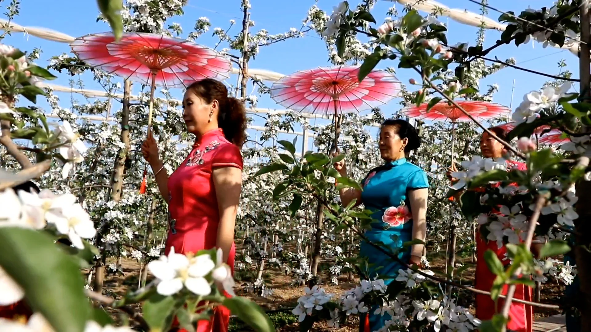 【慶陽視頻】蘋果花海秀旗袍