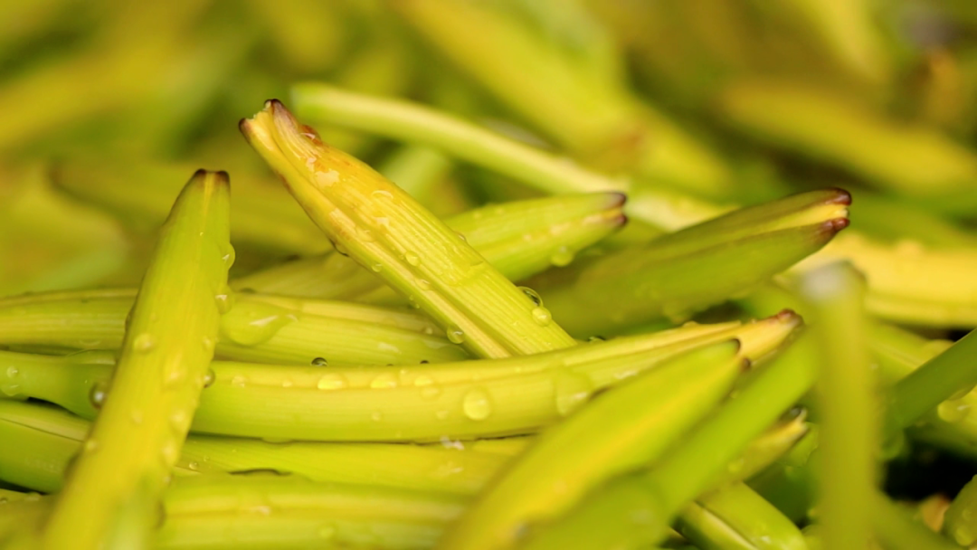 知味慶陽丨黃花菜