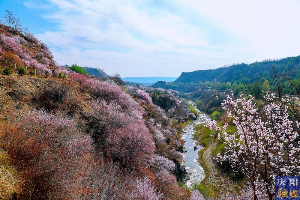 【攝影報道】寧夏固原：以花為媒 相約春天 寧夏六盤山山花月活動拉開帷幕